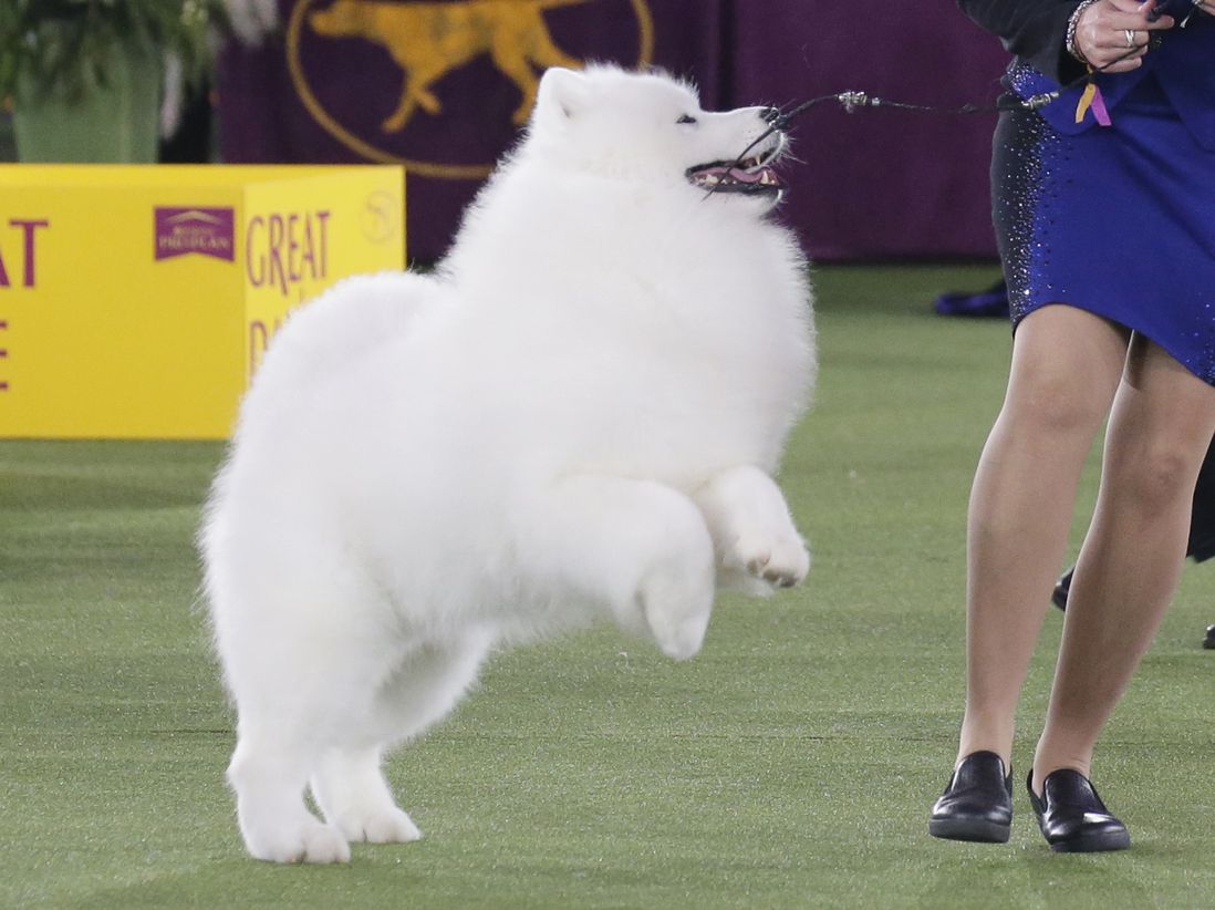 The fluffy Samoyed is jumping on his hind legs